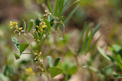 Melilotus indica